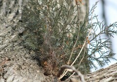 Arceuthobium campylopodum