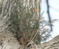 Arceuthobium campylopodum