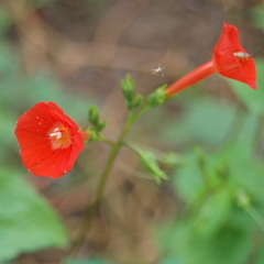 Ipomoea indivisa