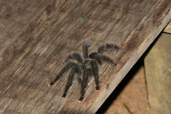 Avicularia avicularia