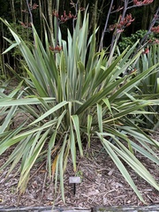 Phormium tenax 'aohanga'