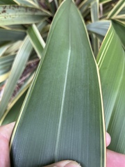 Phormium tenax 'aohanga'