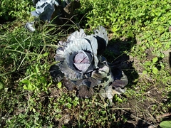 Brassica oleracea capitata