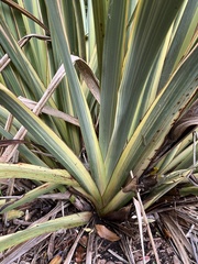 Phormium tenax 'aohanga'