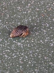 Coenobita