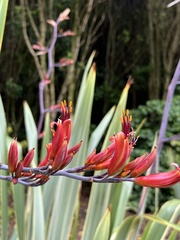 Phormium tenax 'aohanga'