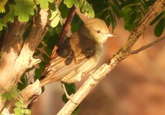 Curruca communis