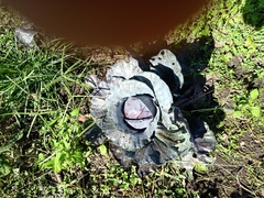 Brassica oleracea capitata