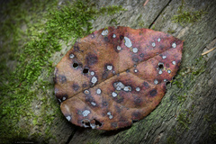 Ruptoseptoria unedonis