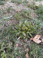 Capsella bursa-pastoris