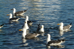 Larus fuscus graellsii