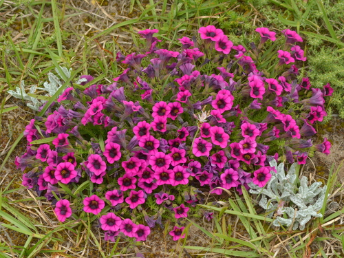 Calibrachoa heterophylla (Calibrachoa heterophylla)