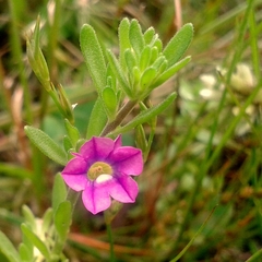 Calibrachoa excellens