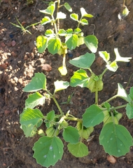 Physalis neomexicana