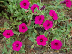 Petunia integrifolia