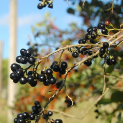 Cestrum euanthes