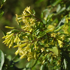 Cestrum euanthes