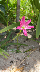 Zephyranthes carinata