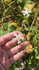 Cnidoscolus stimulosus