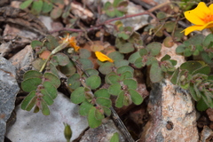 Euphorbia velleriflora