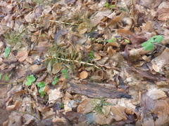 Equisetum telmateia telmateia