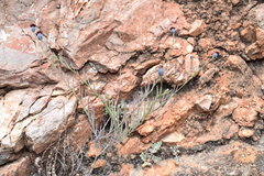 Porophyllum linaria