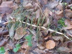 Equisetum telmateia telmateia