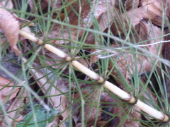 Equisetum telmateia telmateia