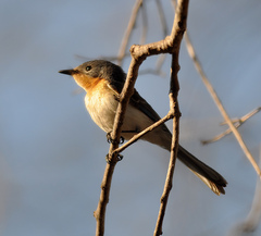 Myiagra ruficollis