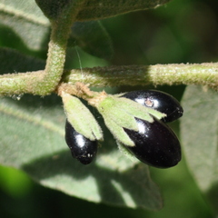 Cestrum strigilatum