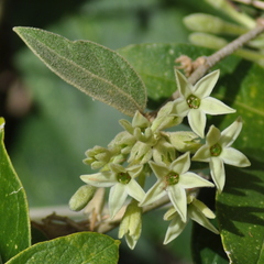 Cestrum strigilatum