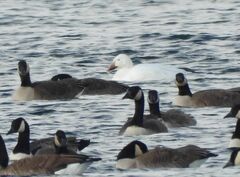 Anser caerulescens atlanticus