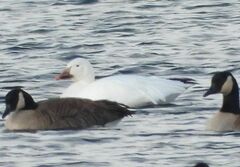 Anser caerulescens atlanticus