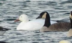 Anser caerulescens atlanticus