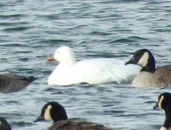 Anser caerulescens atlanticus