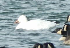 Anser caerulescens atlanticus