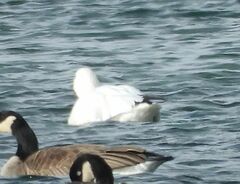 Anser caerulescens atlanticus