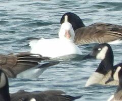 Anser caerulescens atlanticus