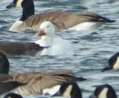 Anser caerulescens atlanticus