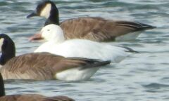 Anser caerulescens atlanticus