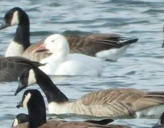 Anser caerulescens atlanticus
