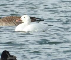 Anser caerulescens atlanticus
