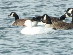 Anser caerulescens atlanticus