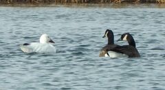 Anser caerulescens atlanticus