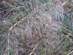 Equisetum telmateia telmateia