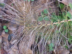 Equisetum telmateia telmateia