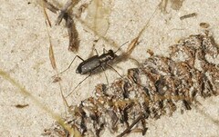 Cicindela punctulata punctulata