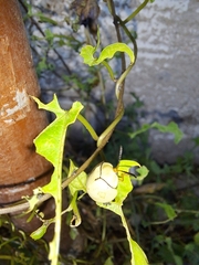 Paraselenis