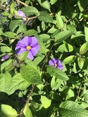 Lycianthes rantonnetii