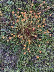 Quinchamalium chilense